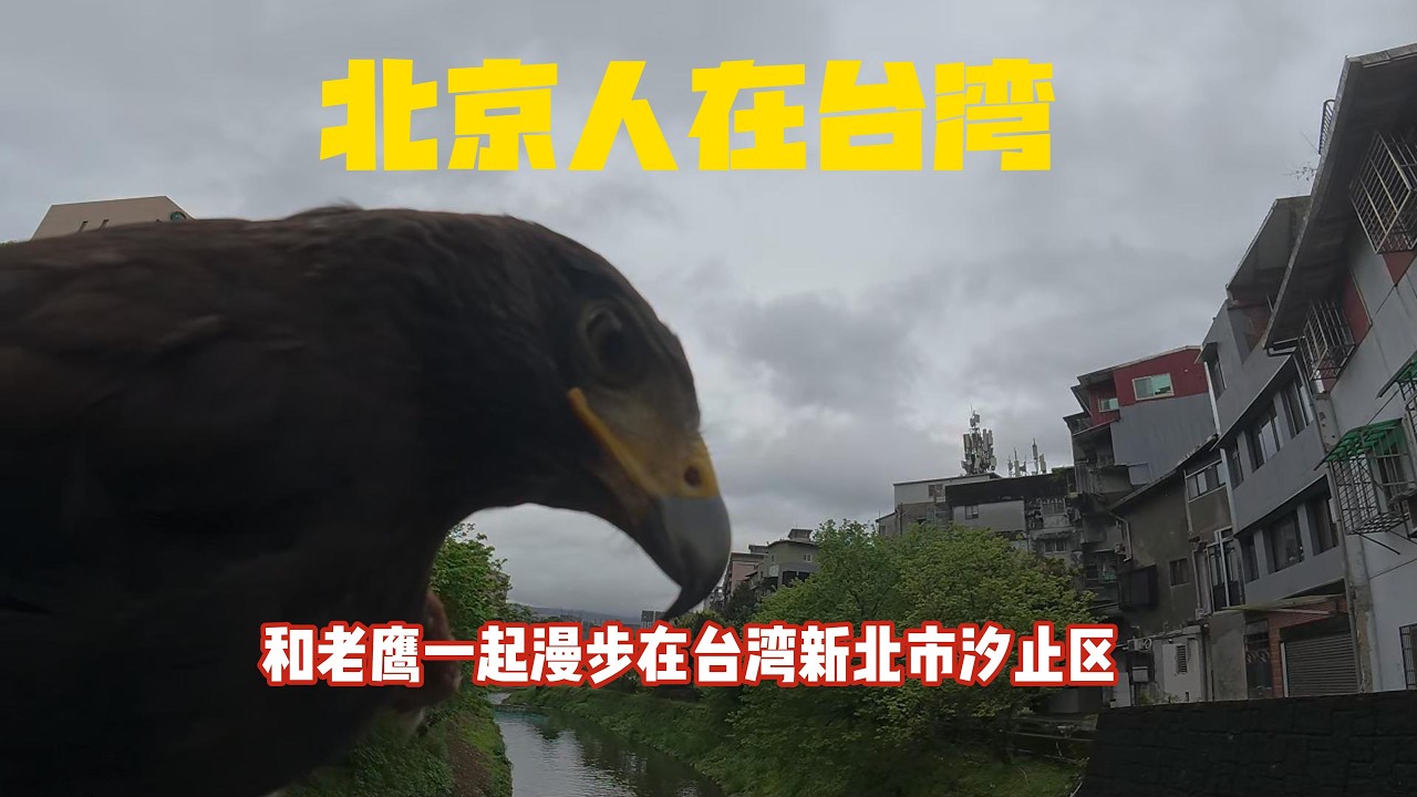 北京人在台湾，和老鹰一起漫步在台湾新北市汐止区