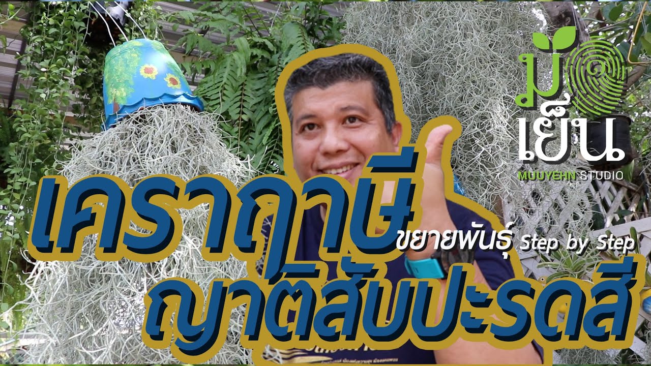 เคราฤาษี เป็นพี่น้องกับสับปะรดสี รู้จักแค่ชื่อก็เลี้ยงดูได้ไม่ยาก ไม้ประดับไม้แขวนยอดนิยม