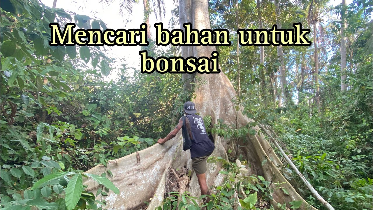 Mencari bahan bonsai di alam
