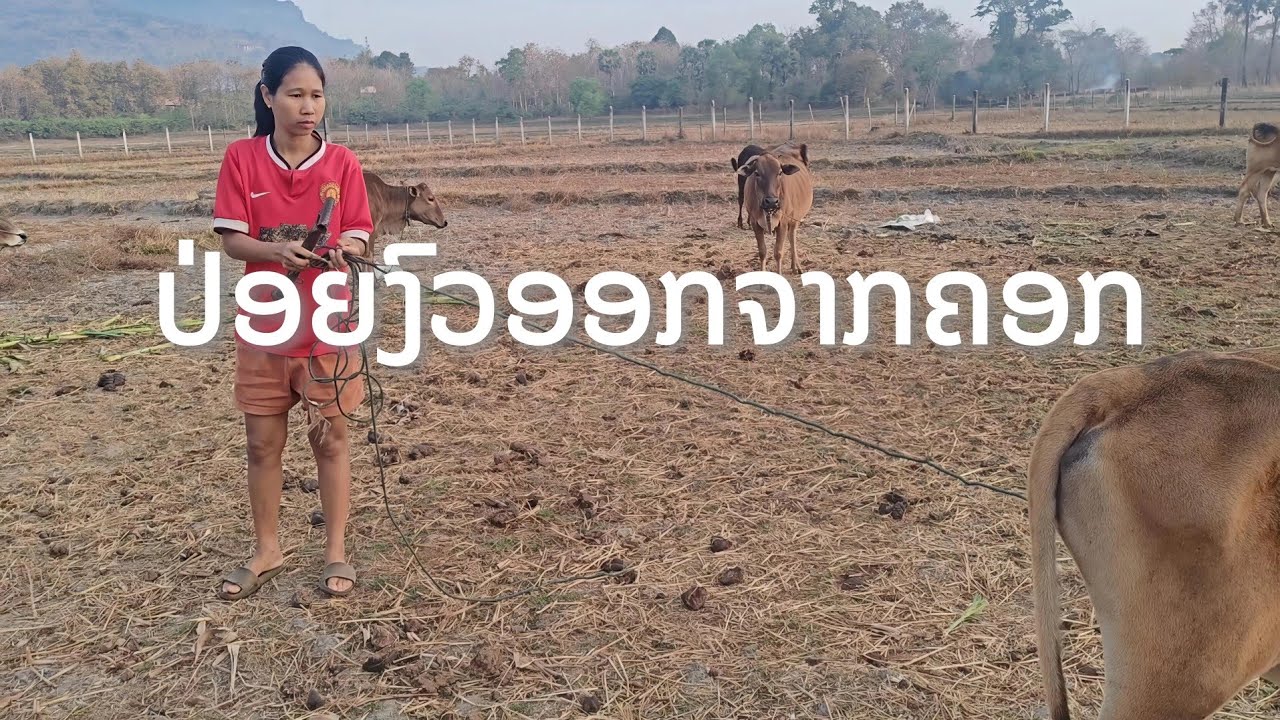 ເອົາງົວອອກຈາກຄອກ