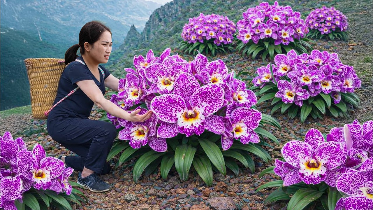 Harvesting Rare Orchids Worth Millions to sell | Market Crowd Pays Highest Price Ever