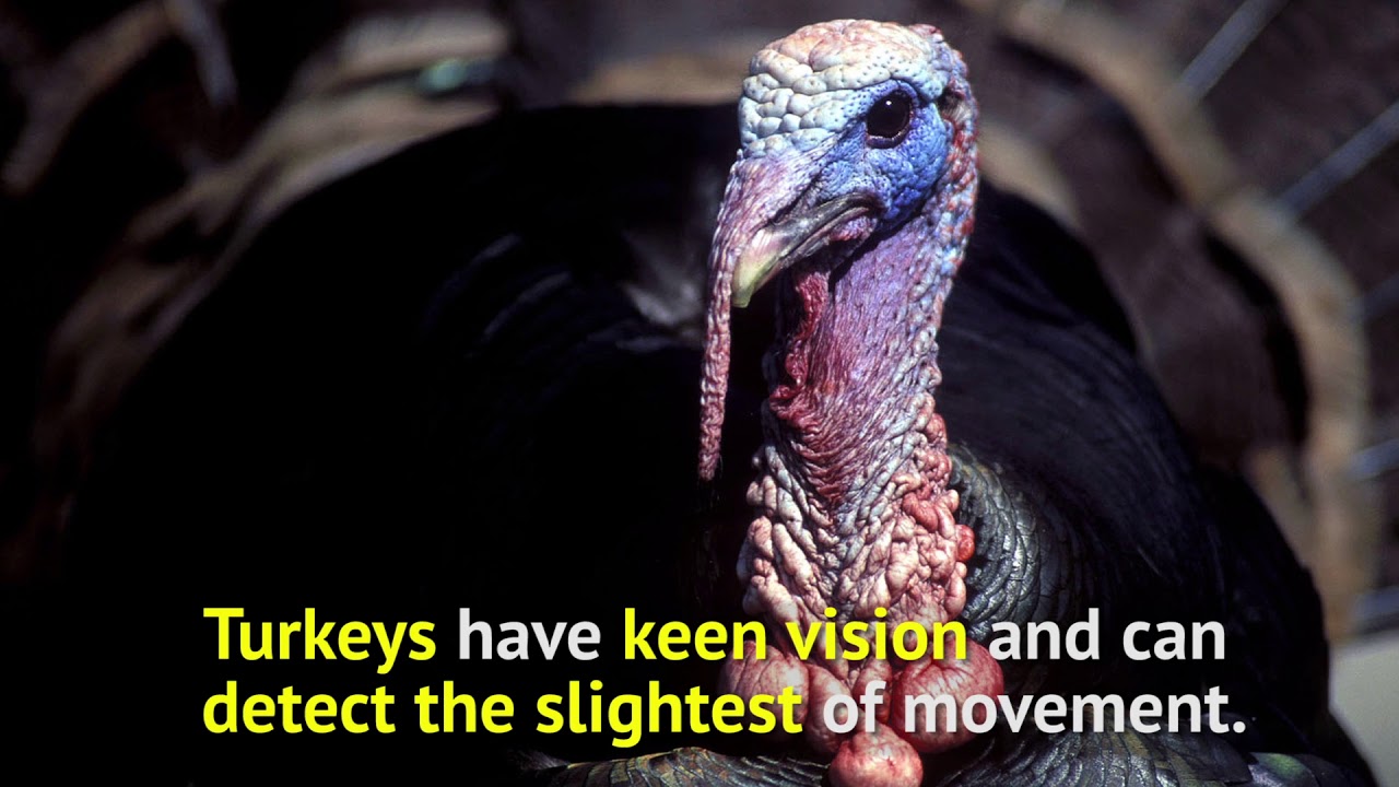 Fun Turkey Facts  - Texas Parks and Wildlife
