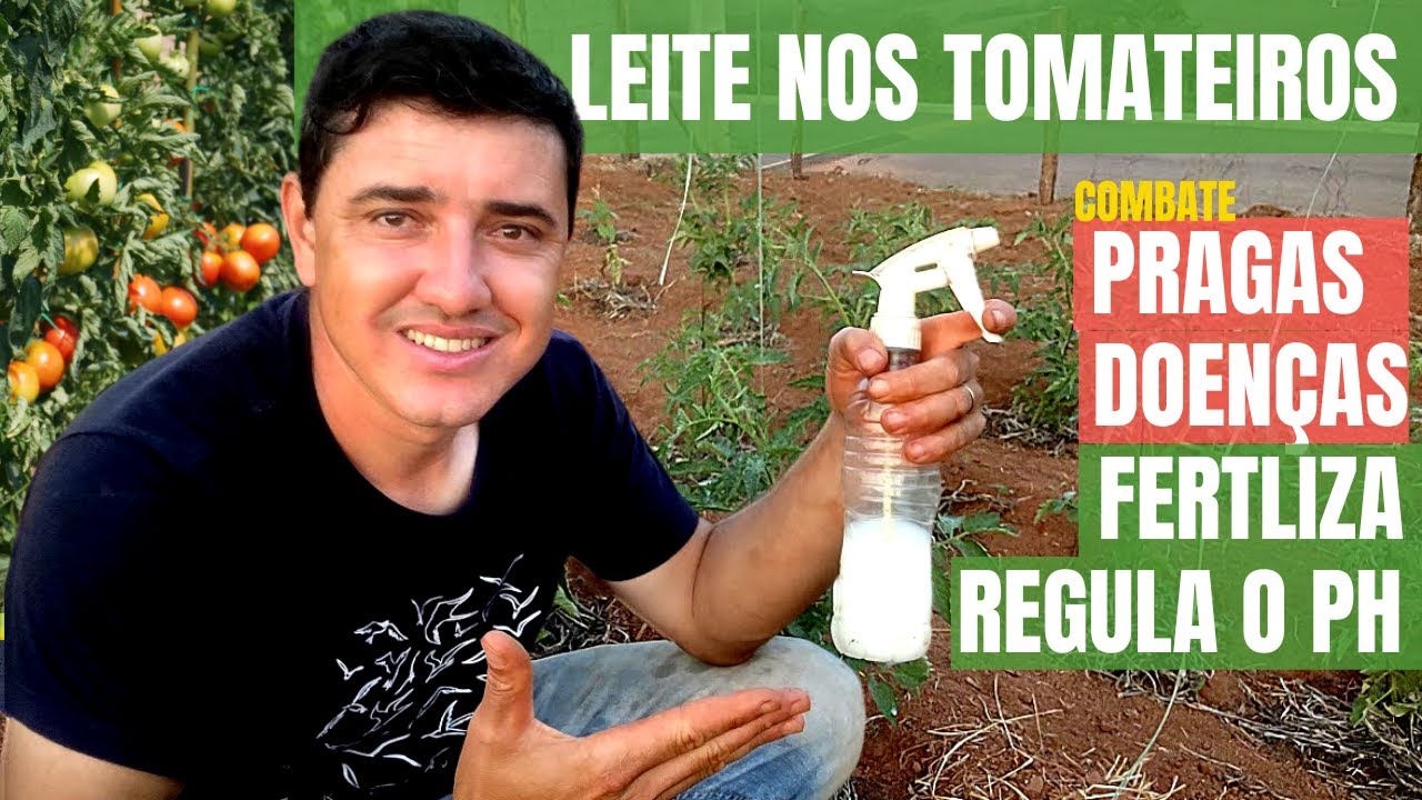 LEITE DE VACA NOS TOMATEIROS, ACABE COM FUNGOS E DOENÇAS  -  VIDA VERDE SISTEMAS SUSTENTÁVEIS