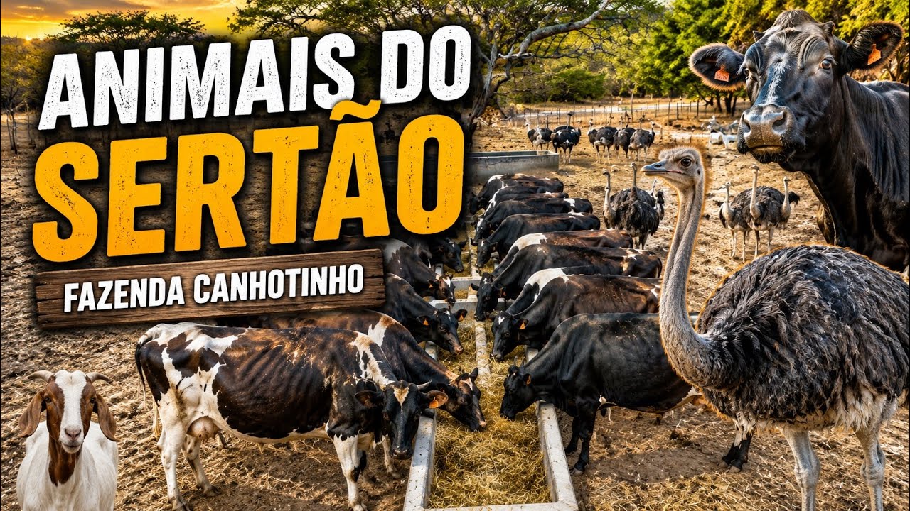Animais do Sertão- Fazenda Canhotinho-CE