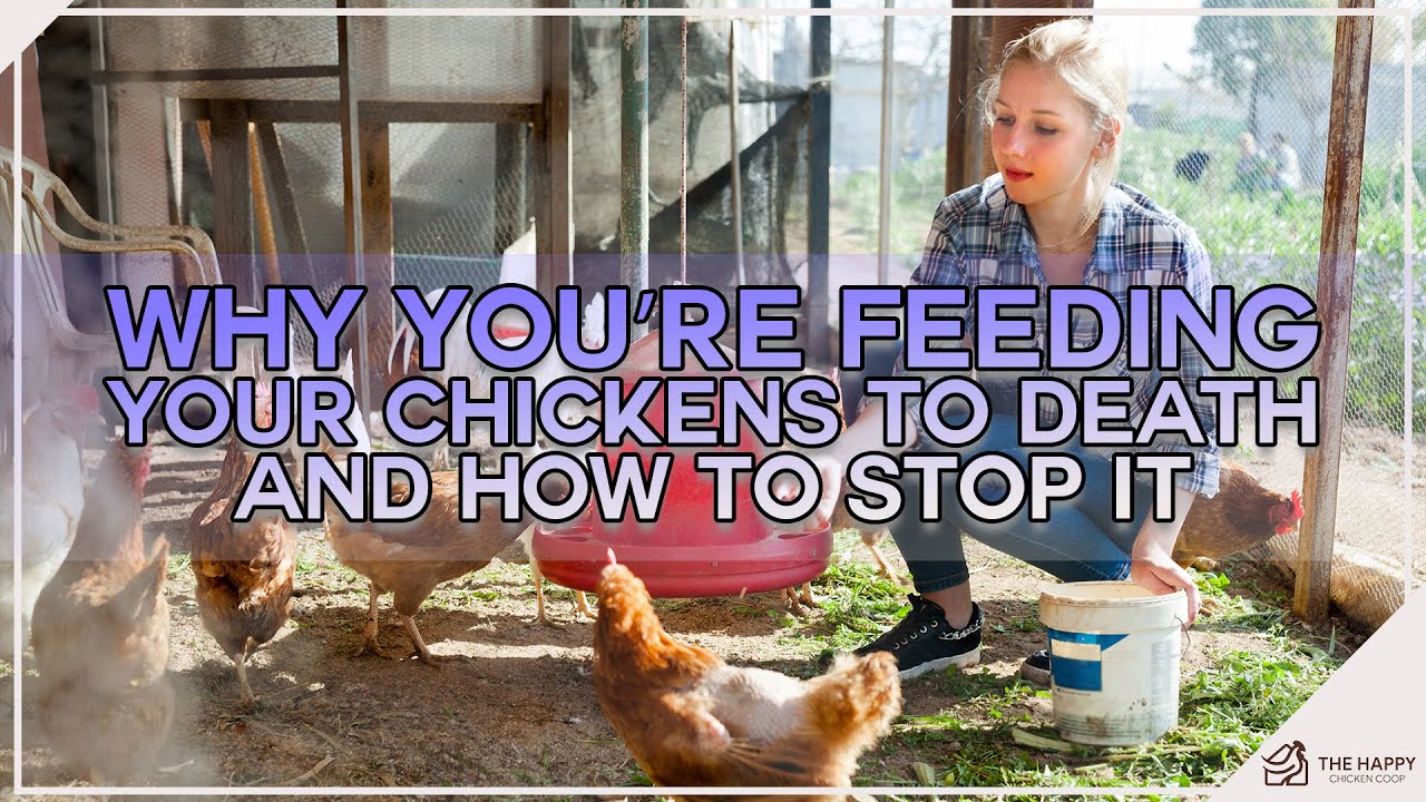 Why You’re Feeding Your Chickens To Death And How To Stop It