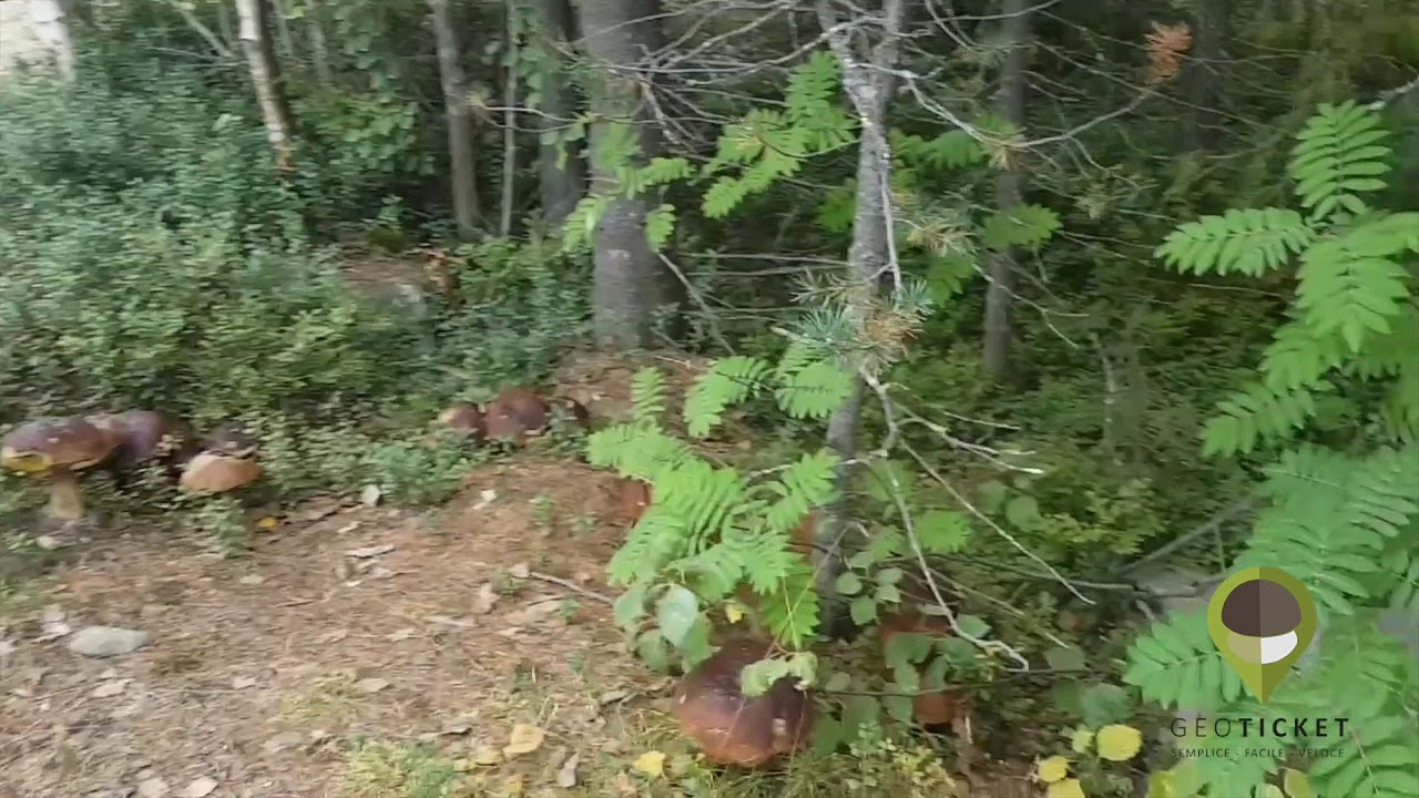 BOLETUS EDULIS MEGA - 2018 fungaia