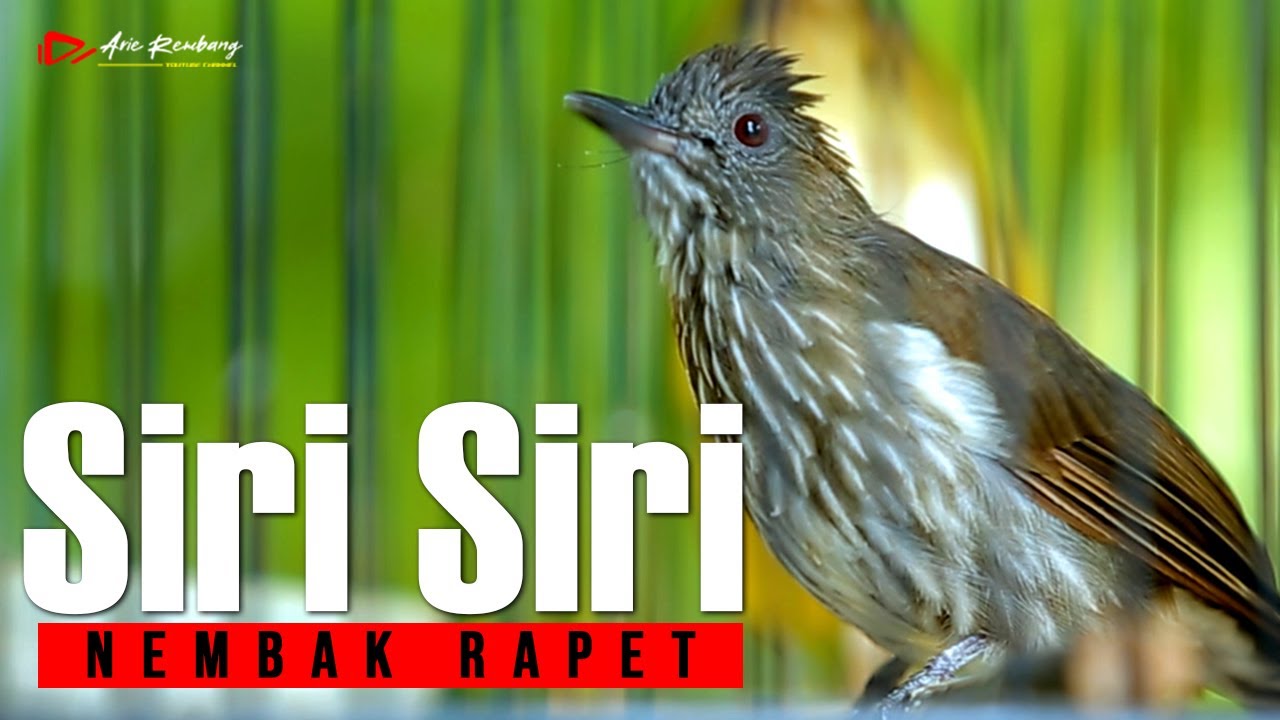 SIRI SIRI GACOR FUL NEMBAK SUPER RAPET