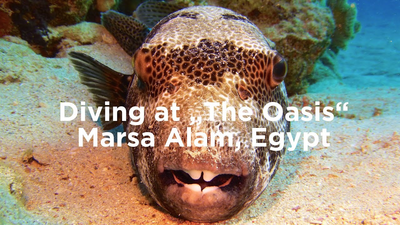 Diving 