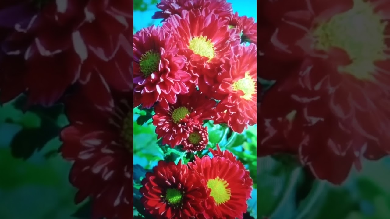 เพลงลีซูร้องคู่เพลงใหม่