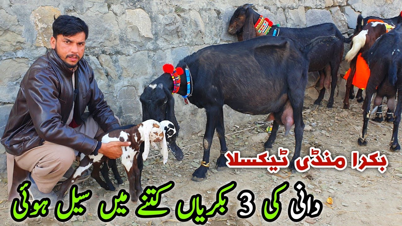 Dani Ki Bakriyan Taxila Bakra Mandi Latest Update January 2025 | Naseeb Ka Soda