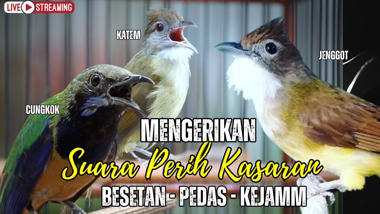 MASTERAN TERMEWAH 2025 || BESETAN - CUNGKOK GEREJA TARUNG - TEPUS  || KUNTI MENJERIT PANJANG