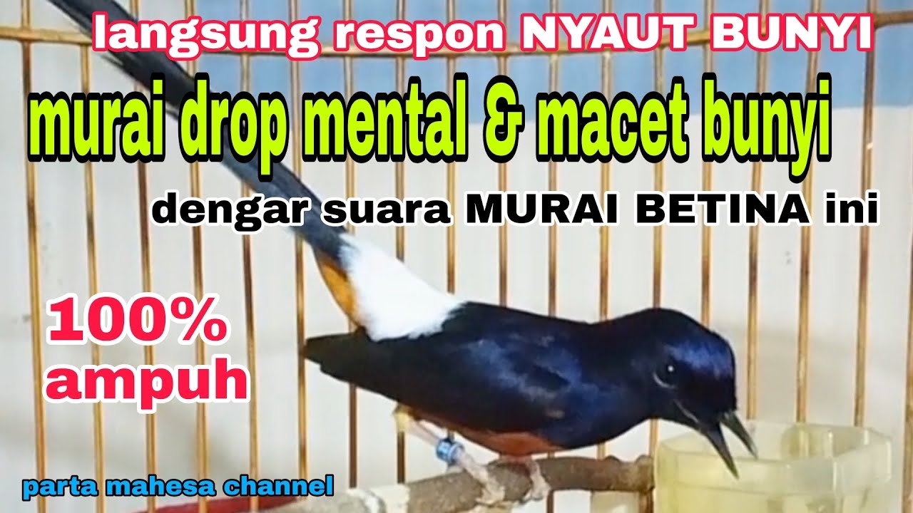 Suara Murai Betina Memanggil Jantan Pancingan Ampuh Menaikan BIRAHI - EMOSI Agar Cepat Bunyi Gacor
