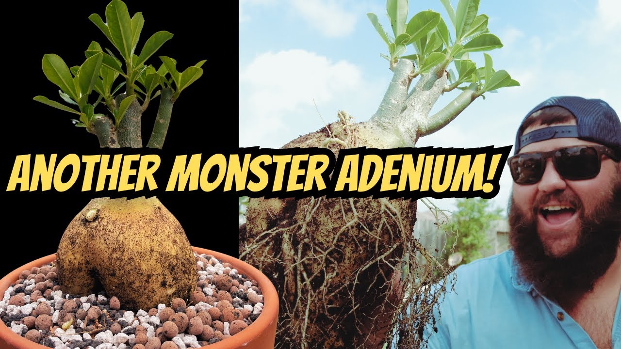 Another HUGE Desert Rose! | Potting a MONSTER Adenium Obesum!