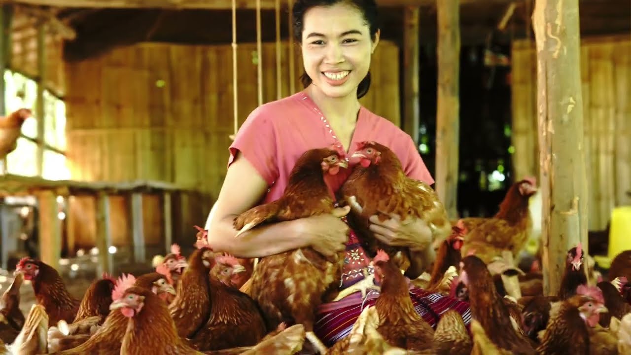 Hilltribe Organics Wins Compassion in World Farming