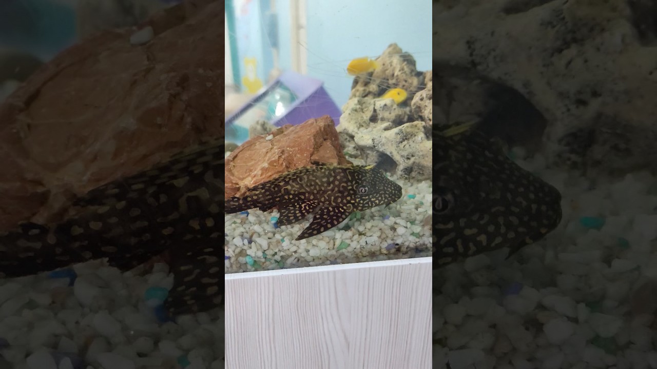 Catfish. #сомик #рыба #рыбка #аквариумныерыбки #сомики #сом #fish #catfish #sheatfish #аквариум