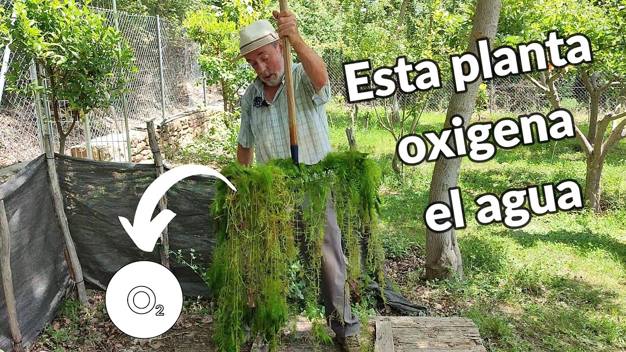 PLANTA MUY FÁCIL para ESTANQUE que oxigena el agua - Cola de zorro (Ceratophyllum demesum)