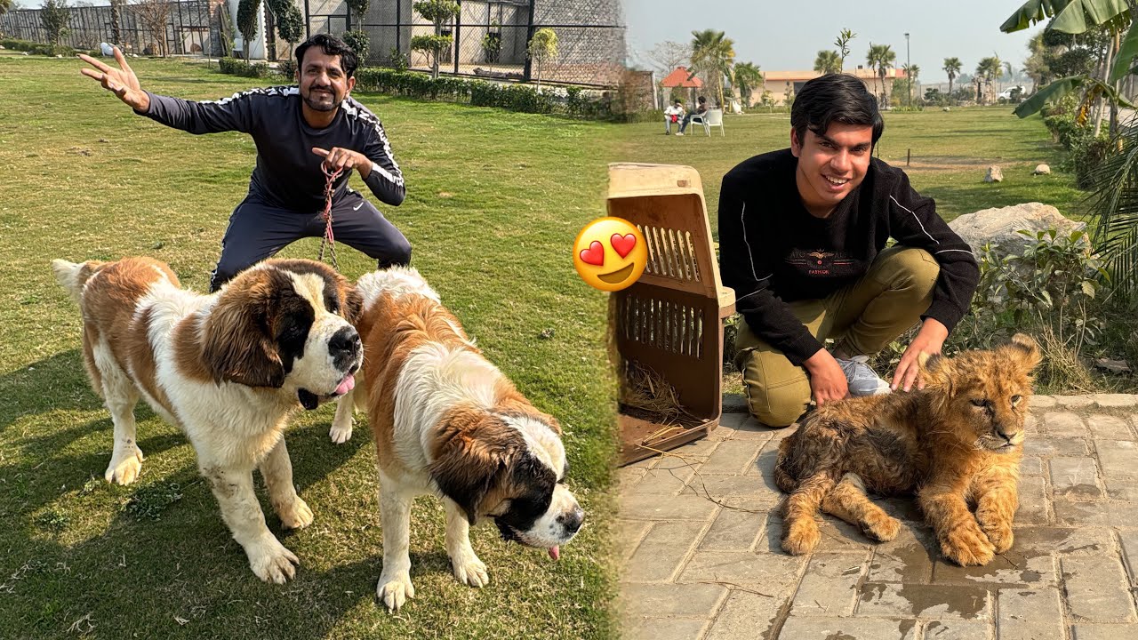 Baby Lion Or Big Dog Pasand Agea 😍