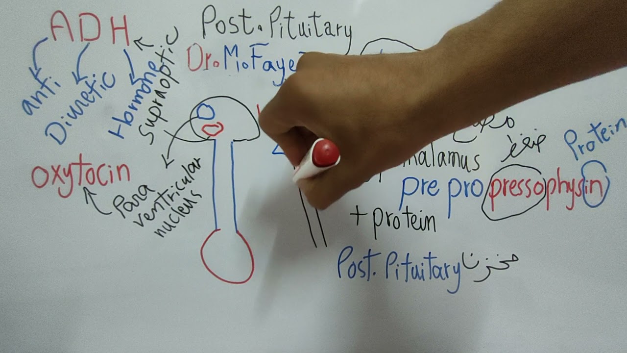 Posterior Pituitary Introduction + Oxytocin (Endocrine Physiology) Dr Mohamed Fayez