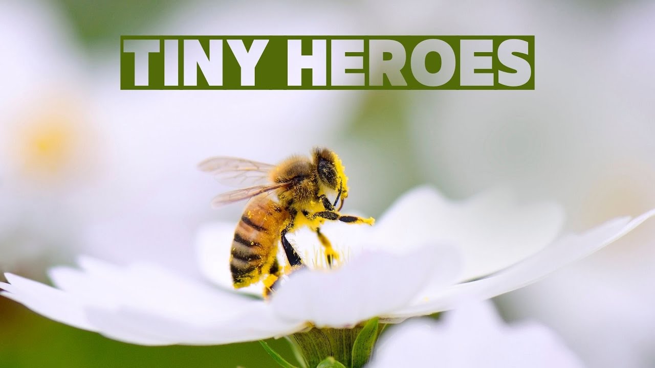 🐝 Honey Bees: Nature&rsquo;s Tiny Heroes! 🌼┊66 Seconds Animals