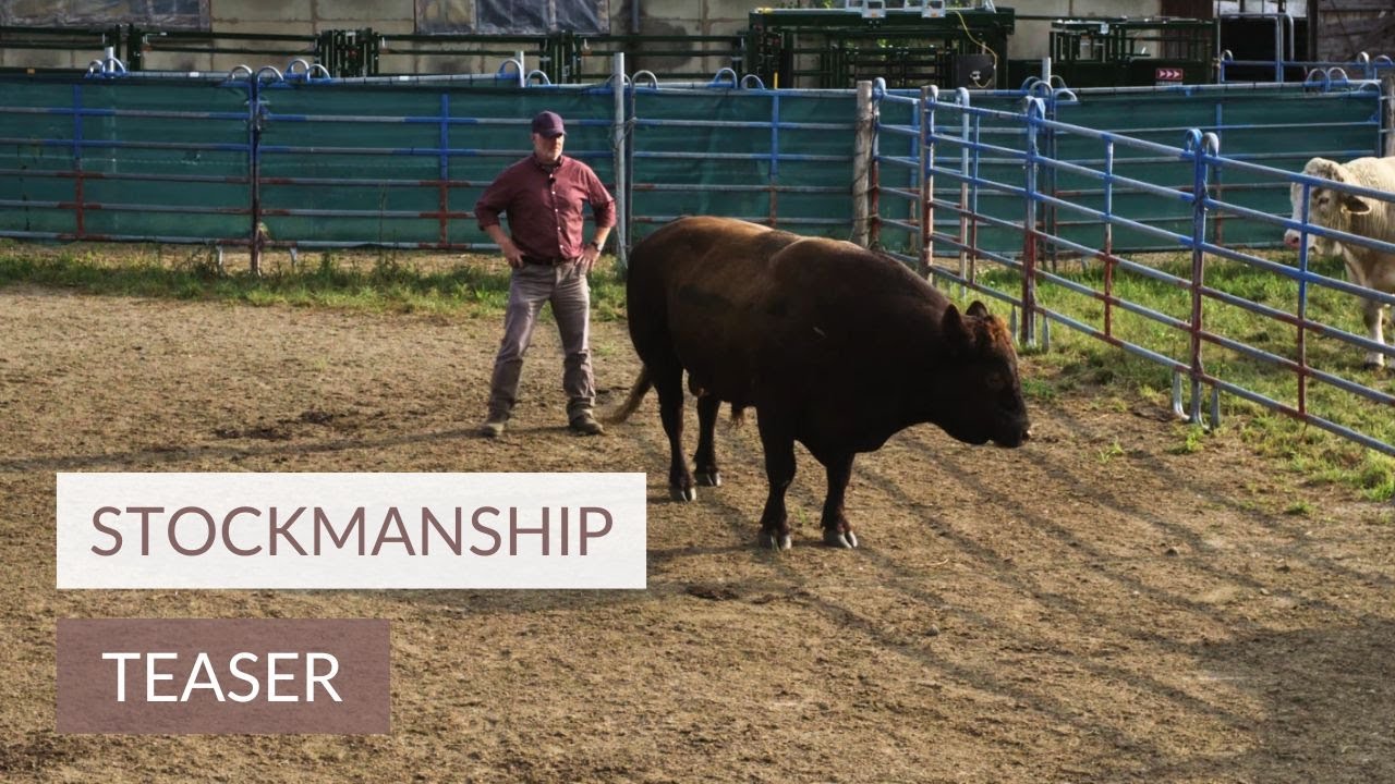 Stockmanship | Teaser zur Filmserie