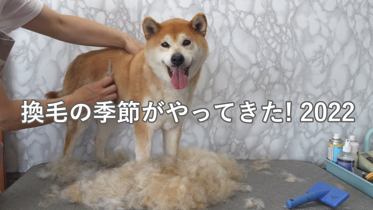 Shibainu fur remov換毛の季節がやってきた! 2022 柴犬抜毛処理