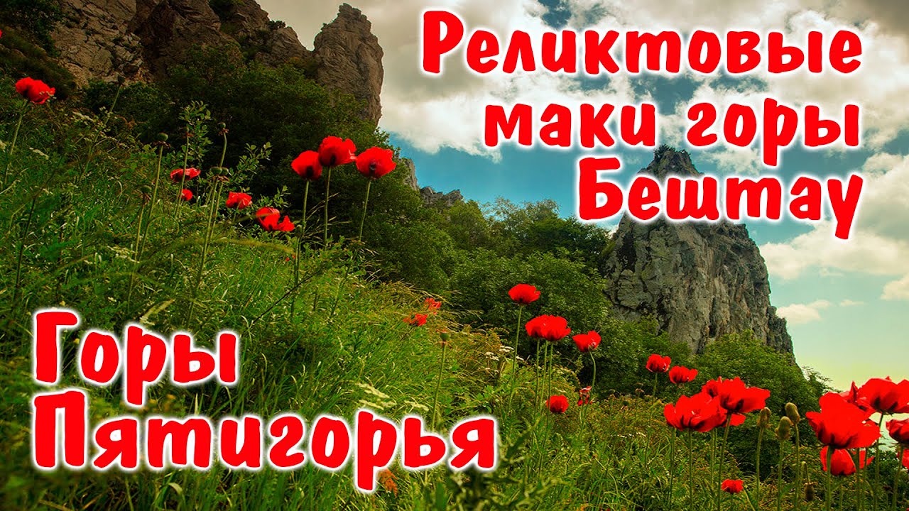 Горы Пятигорья: Реликтовые маки на Бештау.Вокруг Шелудивой.Редкие кадры.Травяной чай в самоваре 19в.