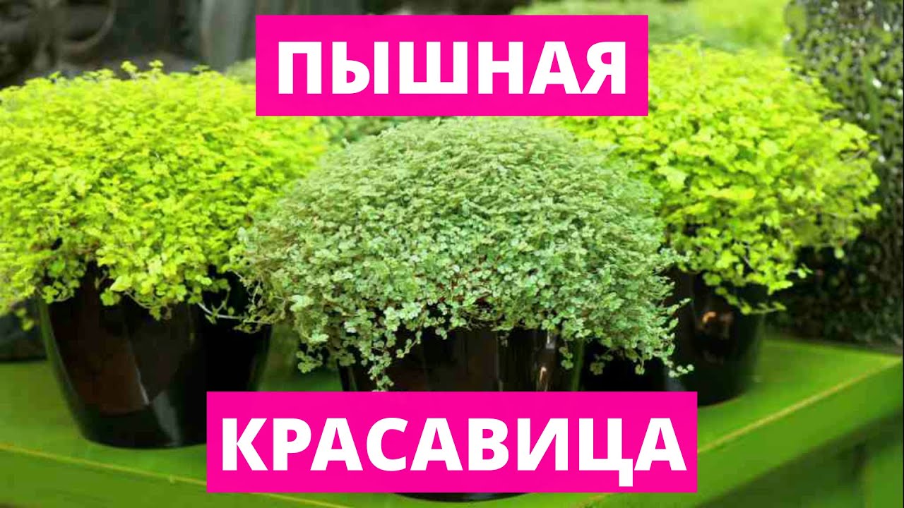 Солейролия: описание, уход и размножение