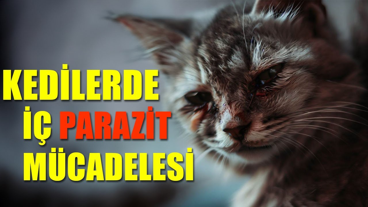 Kedilerde bitkisel i&ccedil; parazit m&uuml;cadelesi 🐈&zwj;⬛🐈&zwj;⬛🐈&zwj;⬛🐈&zwj;⬛🐈