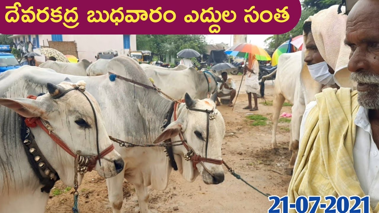 దేవరకద్ర ఎద్దుల సంత||devarakadra bulls market||devarakadra cattle market||21-07-2021@CSR BULL SHOW