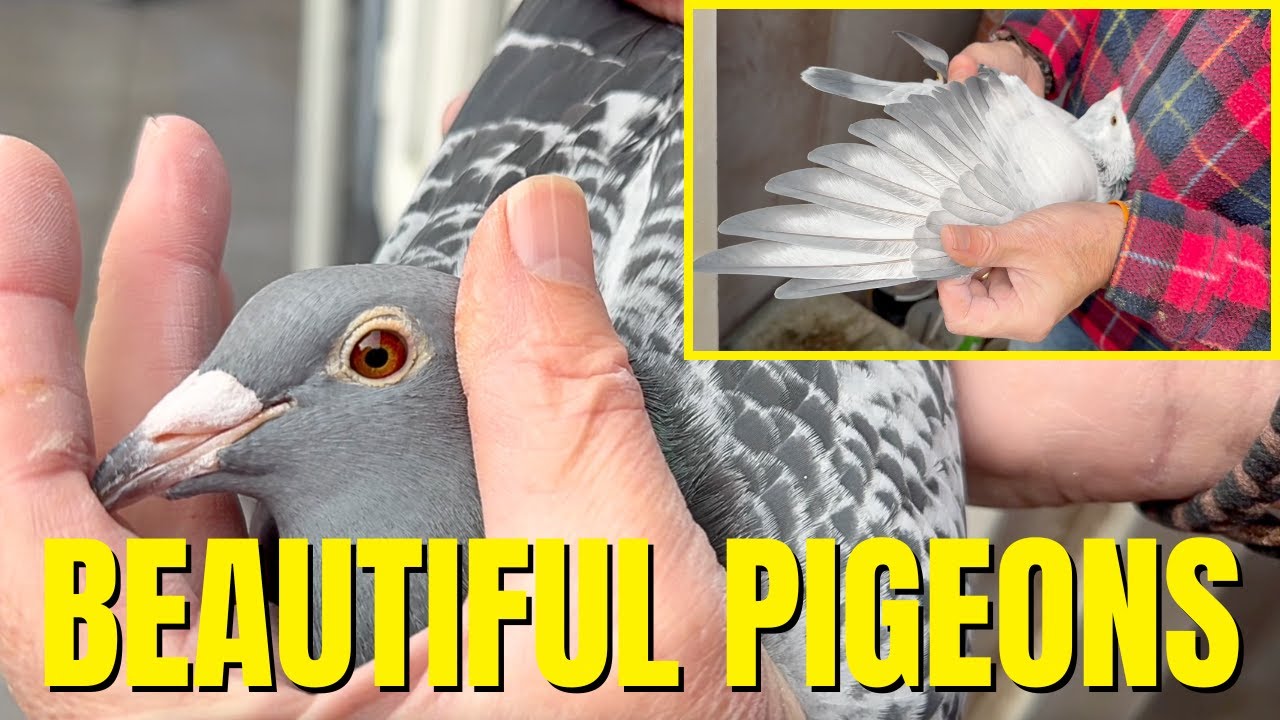 My SELECTED Racing Pigeons For The Exhibition