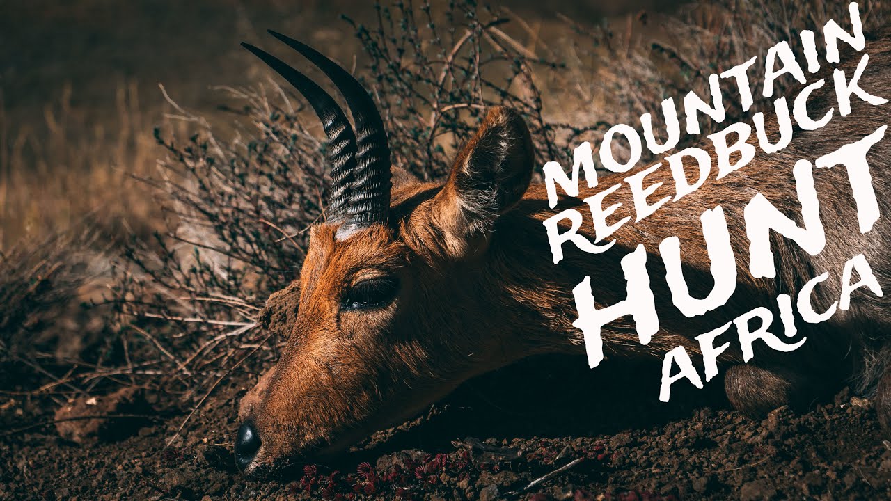 Africa Mountain Reedbuck Hunting.  The Royal MacNab
