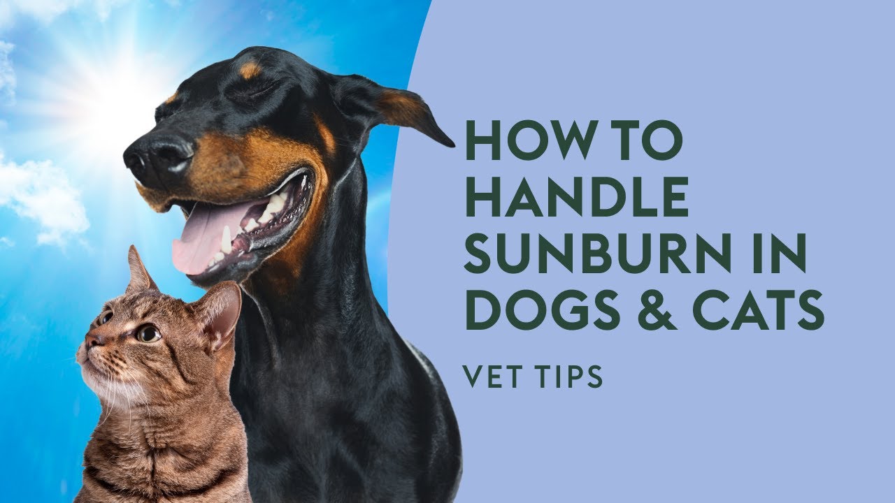 How to Handle Sunburn in Dogs & Cats · Vet Tips