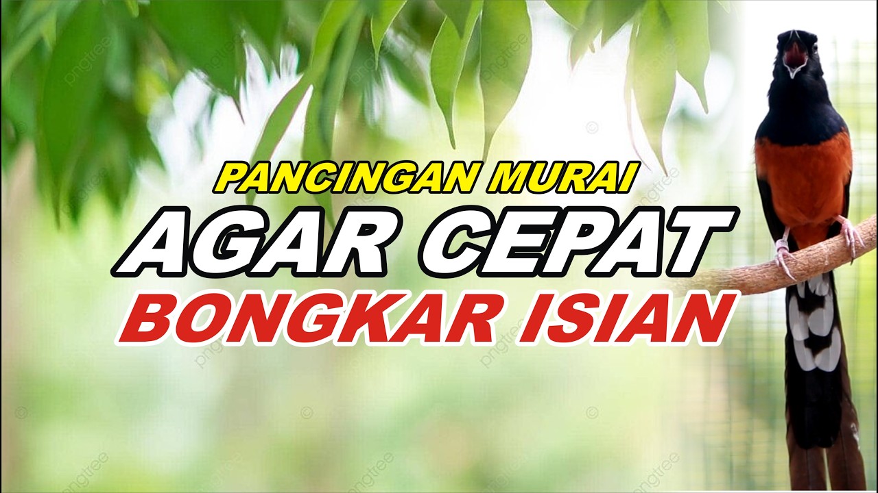 Pancingan Murai Batu Full Isian Tembakan Kasar cocok buat Murai trotol agar cepat gacor
