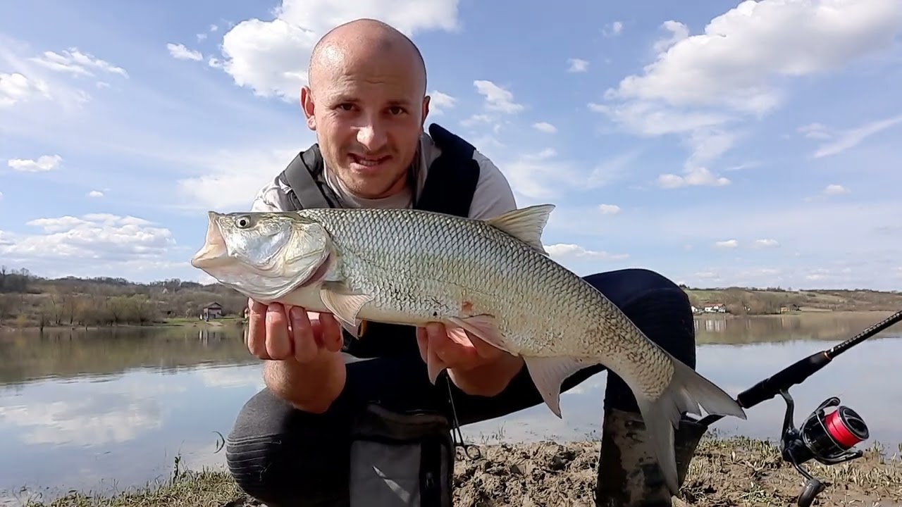 Spring asp fishing / Twenty minutes for three fish