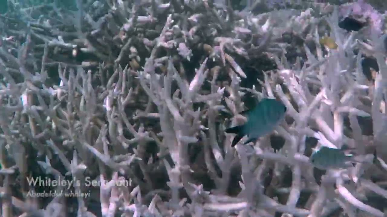 Outer Reef Snrokel on Heron Island  - 21 Feb 2024