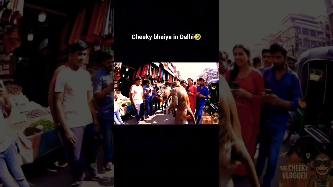 Cheeky Bhaiya taking over Delhi streets 😂 #monkeyvlog #streetvlog #viralshorts