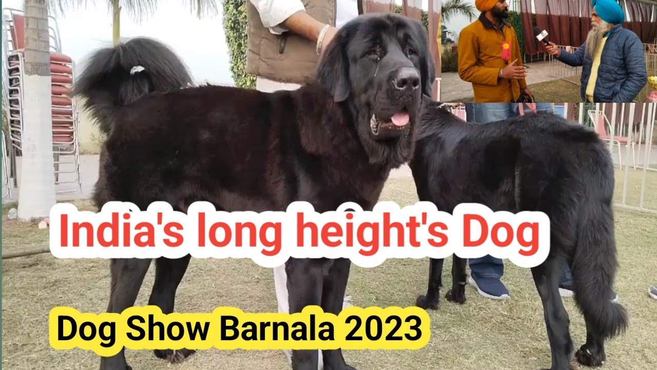 India's long height's Dog at barnala dog Show       Rtv Nilowal Sangrur 9815341385