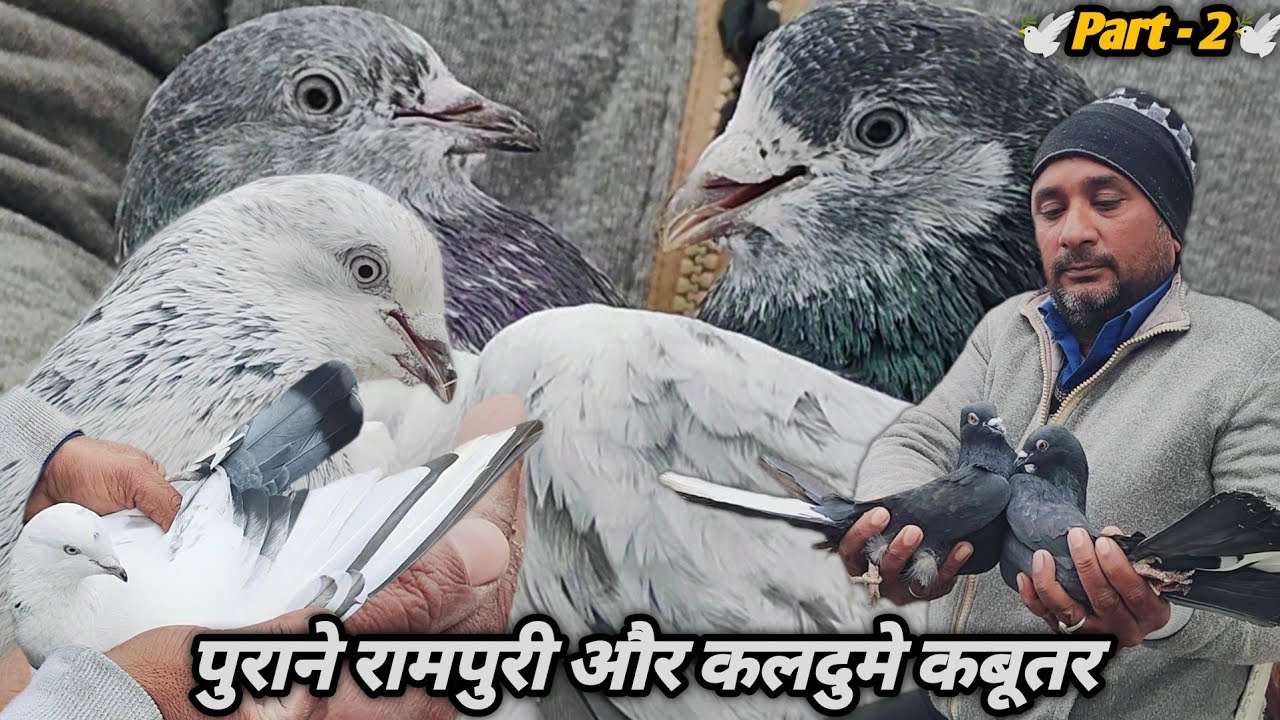 Mazhar Bhai Ke Puraane Rampuri or Kaldume kabootar | Part - 2 | Lucknow kings pigeon