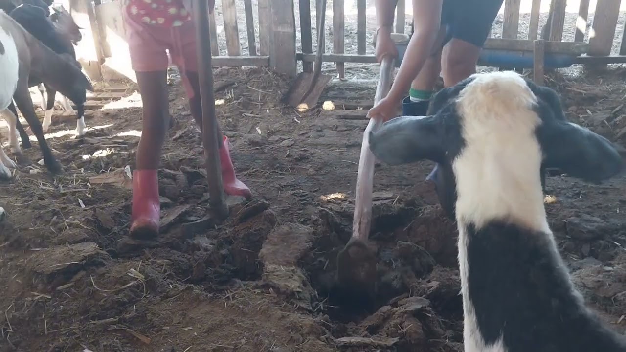 Tentando limpar o curral # fazenda 