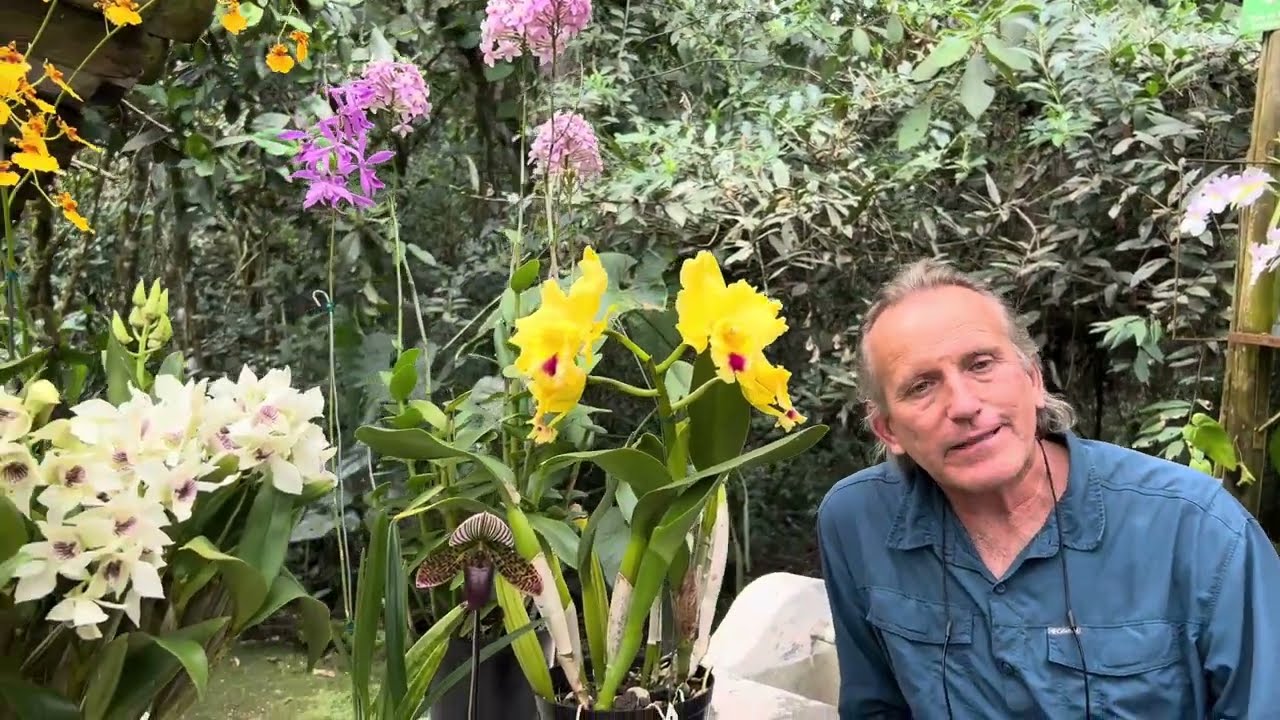 Orquídeas que más duran en clima caliente - Alma del Bosque