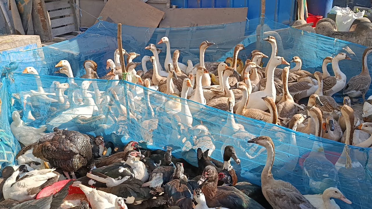 Dhaka's Biggest Duck and Bird market .