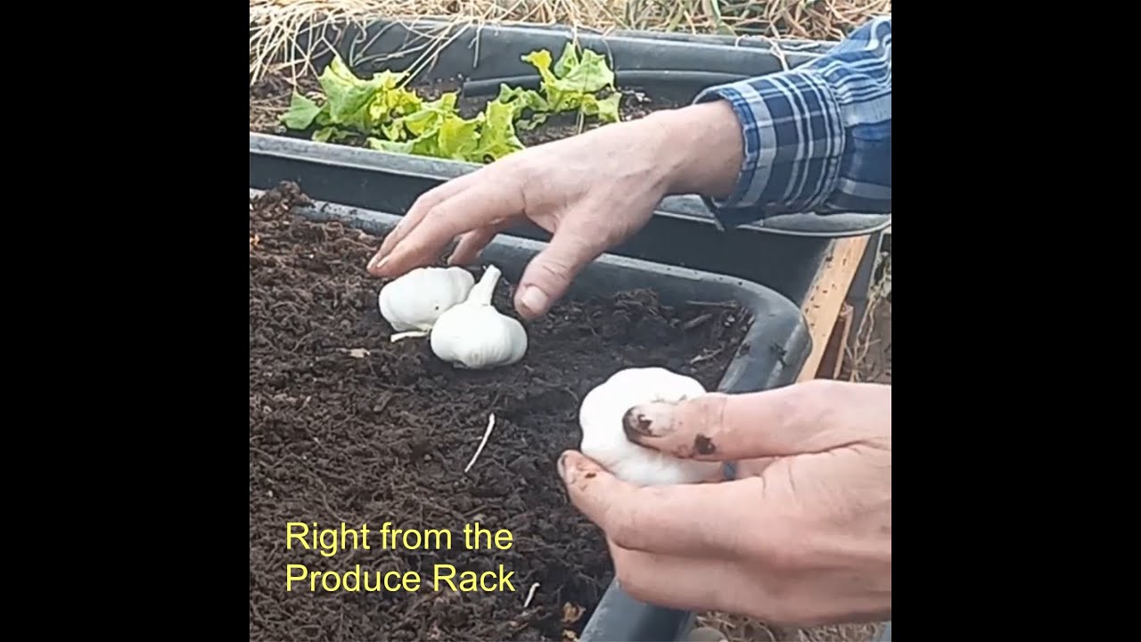 Growing Great Greenhouse Garlic