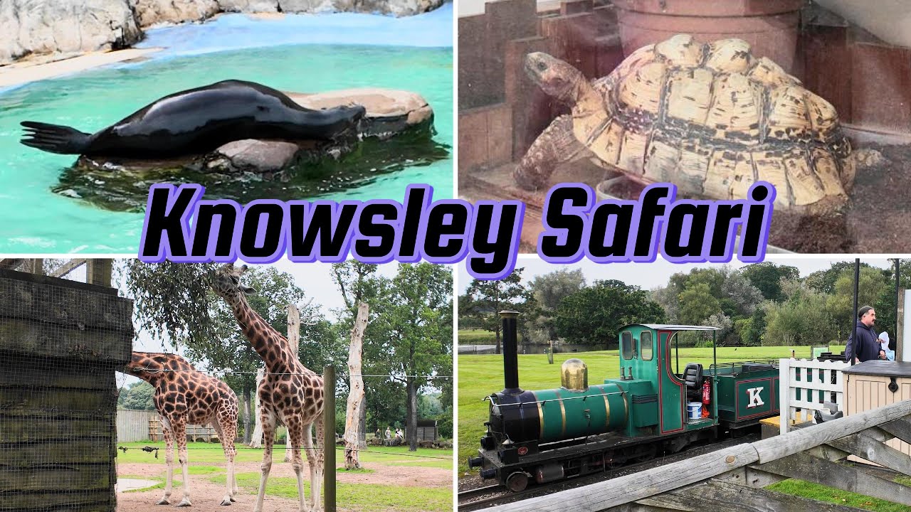 Knowsley Safari Park Liverpool England UK 🇬🇧 #wildlife #animals #entertainment #park #funny #day