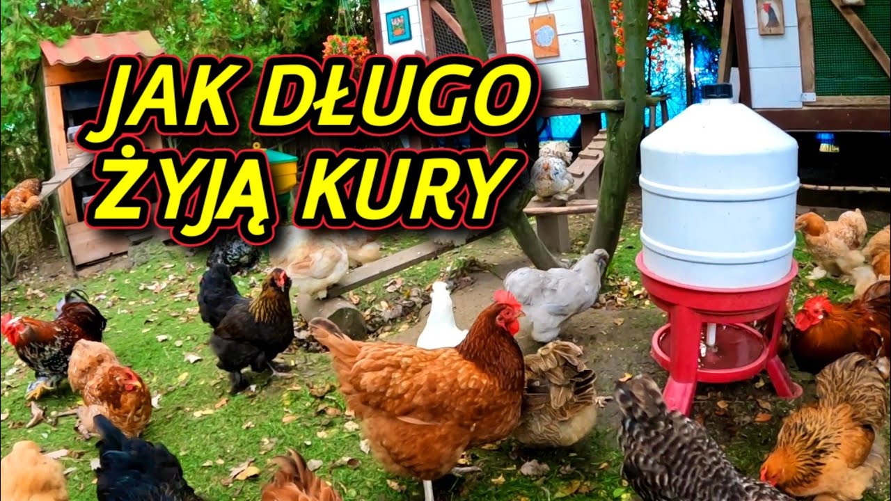 #chicken 🐤🐓🐤 Jak długo żyją kury | Moja najstarsza kura.