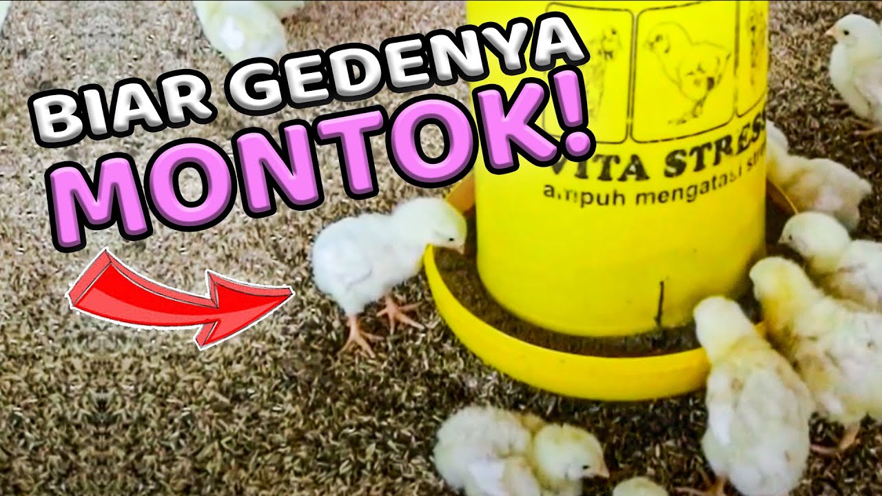 3 Kunci Sukses Masa Brooding Ayam Broiler