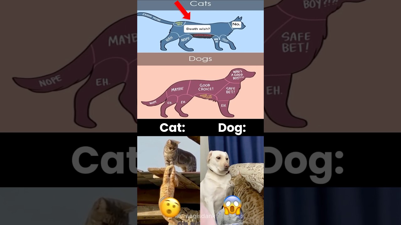 Cat vs Dog Be Like&hellip; 😂🐶🐱