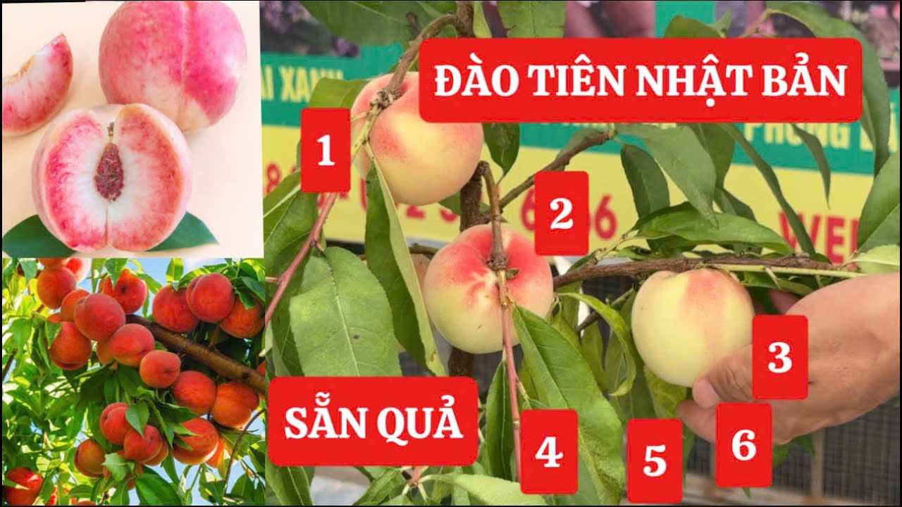 Giới Thiệu và Báo Giá Đào Tiên Nhật Bản chịu nhiệt [SẴN QUẢ] và Lê Mật Đài Loan VH6 ☎️: 092.391.6866