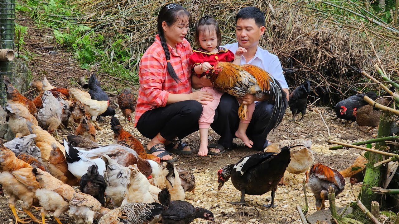 The Whole Family Raises Chickens – A Little Joy Every Morning | Ly Phuc An