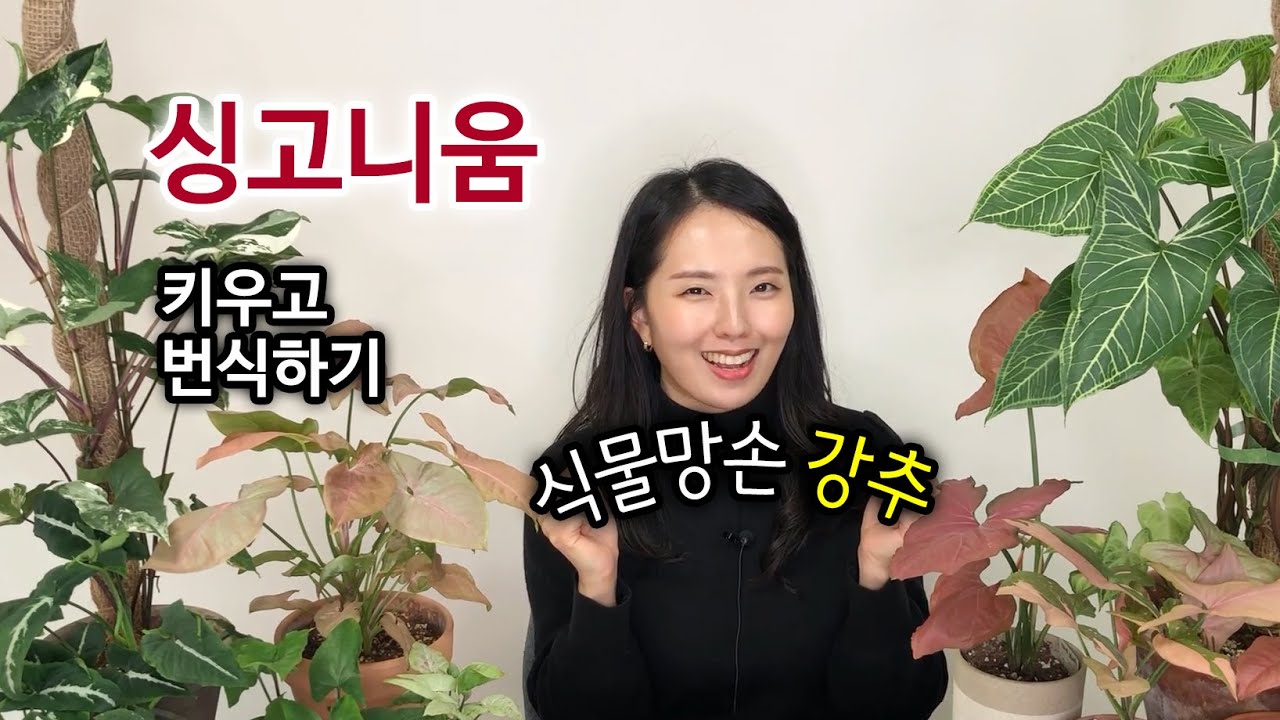 싱고니움 키우기, 번식 방법 (초보자 강추)