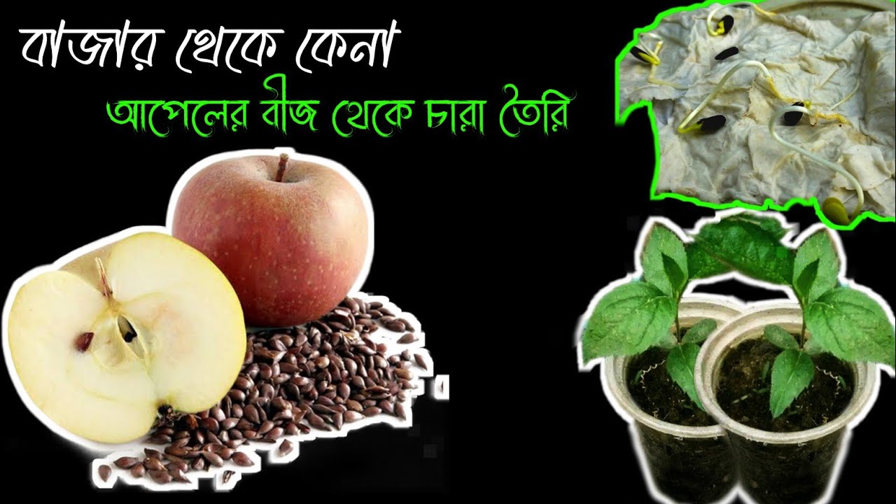 আপেলের বীজ থেকে চারা তৈরি || how to seedlings from Apple seeds